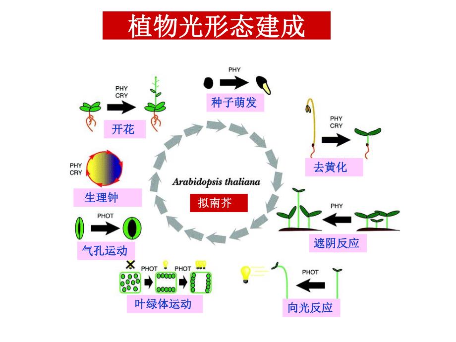 第7章光形态建成.ppt_第3页