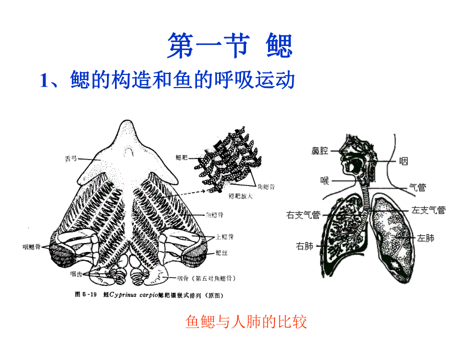 第6章呼吸系统Therespiratorsystem名师编辑PPT课件.ppt_第3页