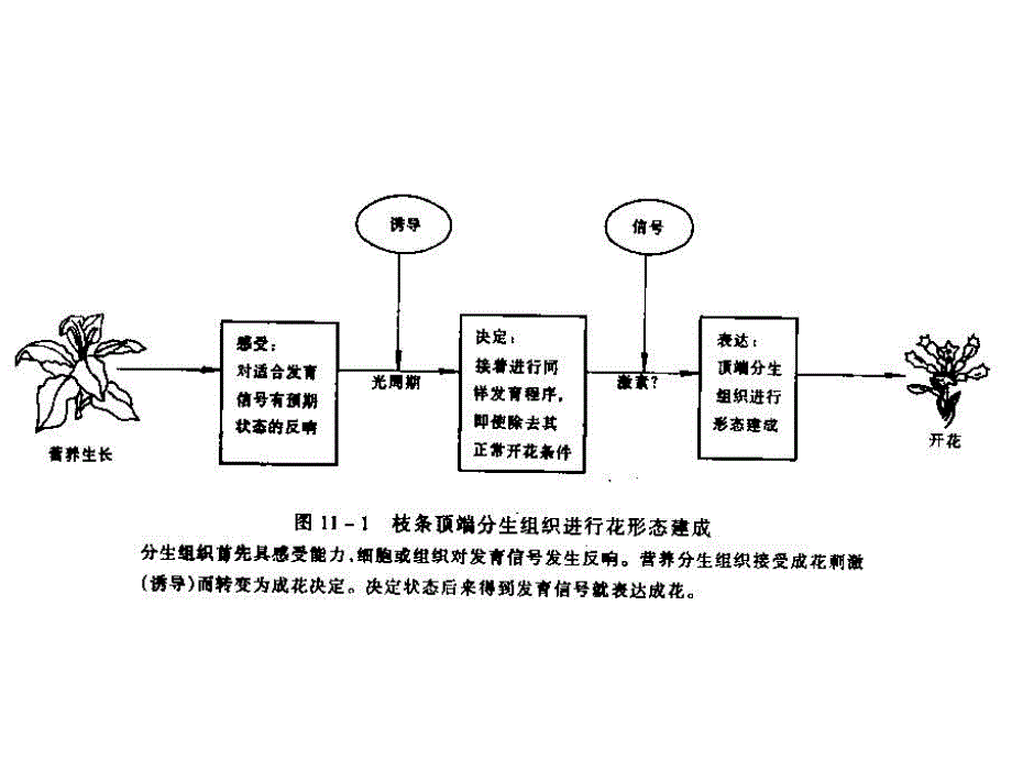 第9章植物的生殖生理.ppt_第2页