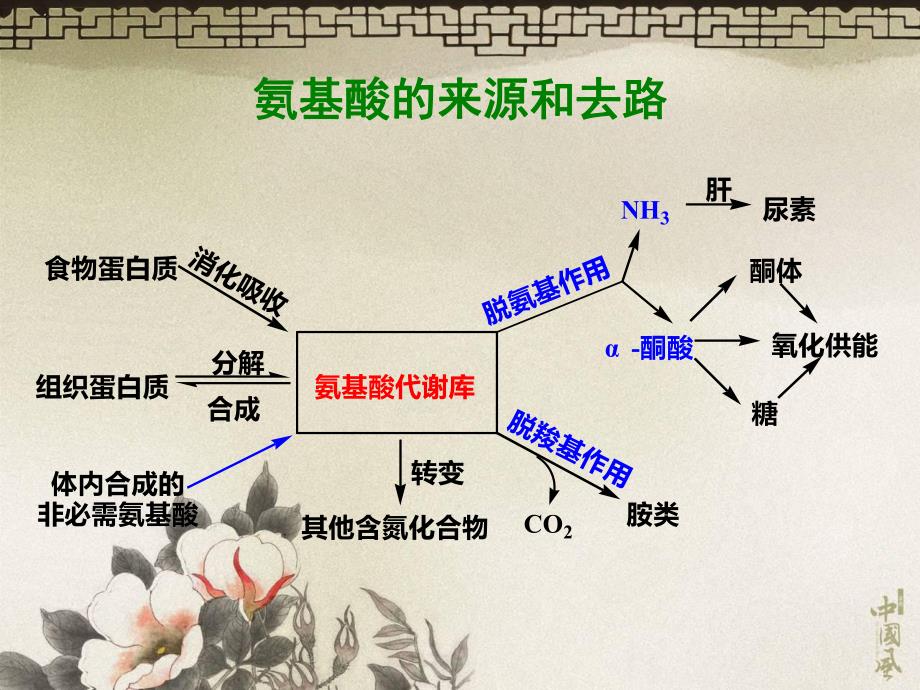 第8章蛋白质代谢.ppt_第3页