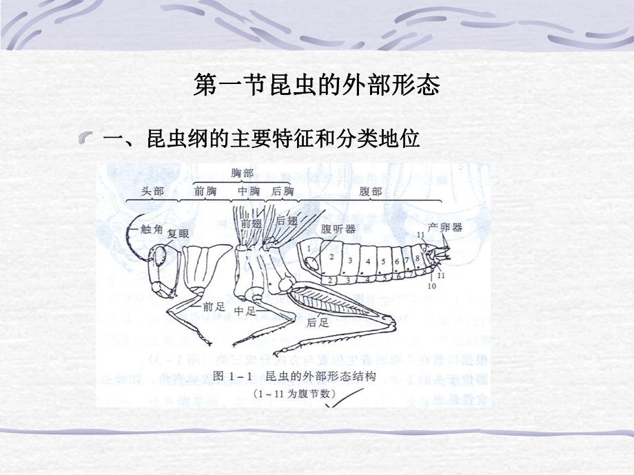 第一章林业有害昆虫基础知识.ppt_第3页