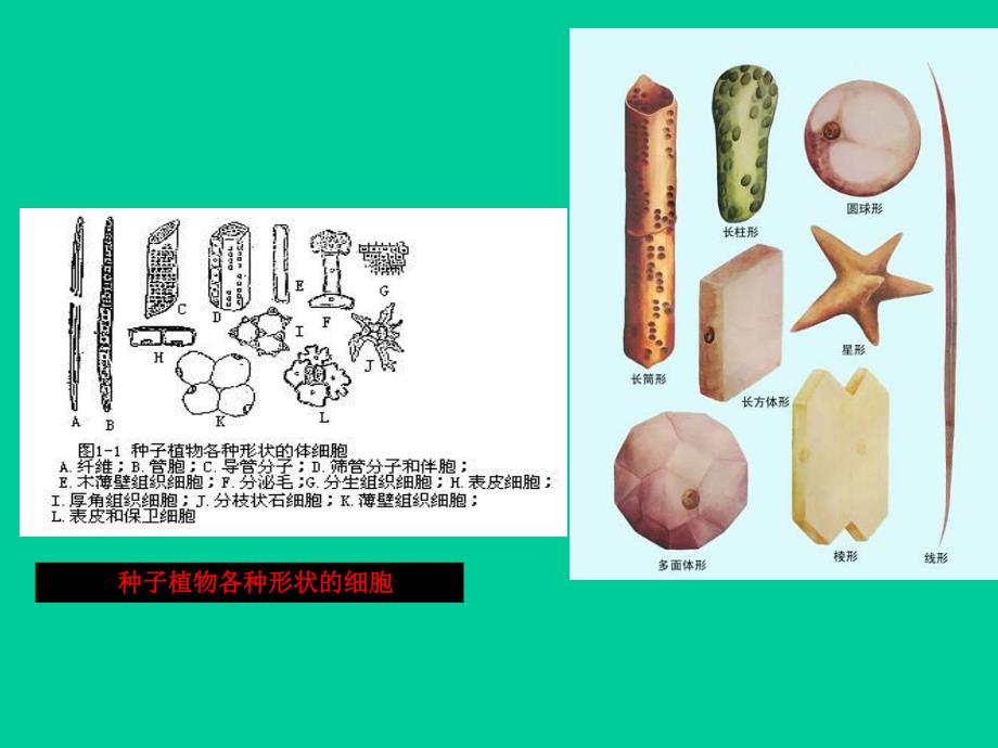 第一章土壤养分.ppt_第3页