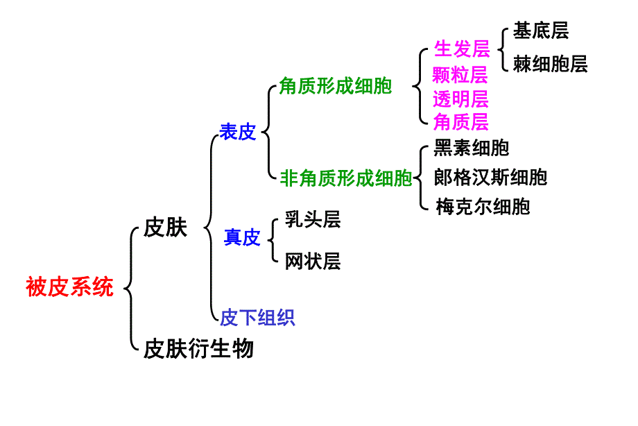 第9章皮肤.ppt_第2页