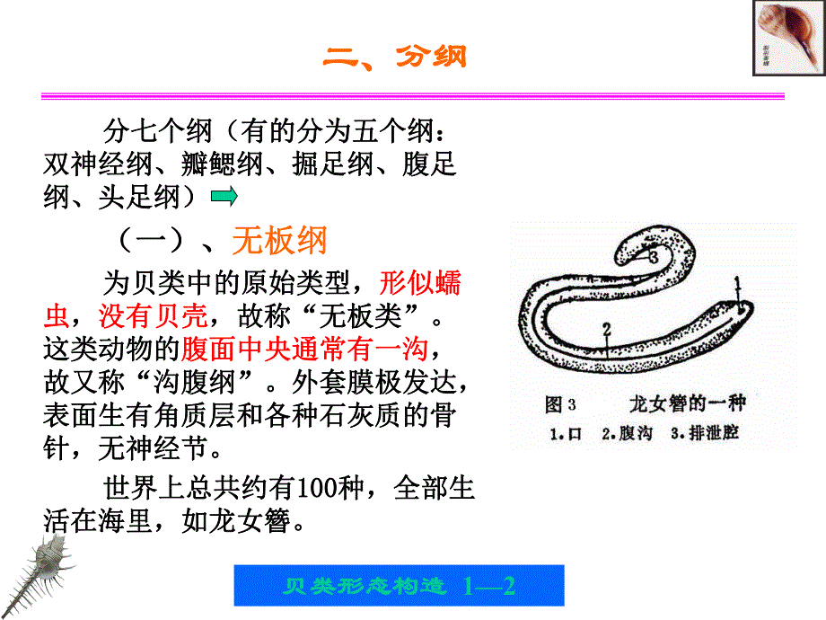 第一章贝类的外部形态和内部形态构造.ppt_第2页