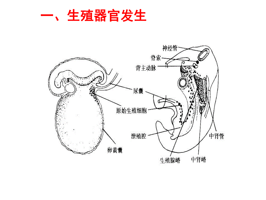 第一章动物生殖器官名师编辑PPT课件.ppt_第2页