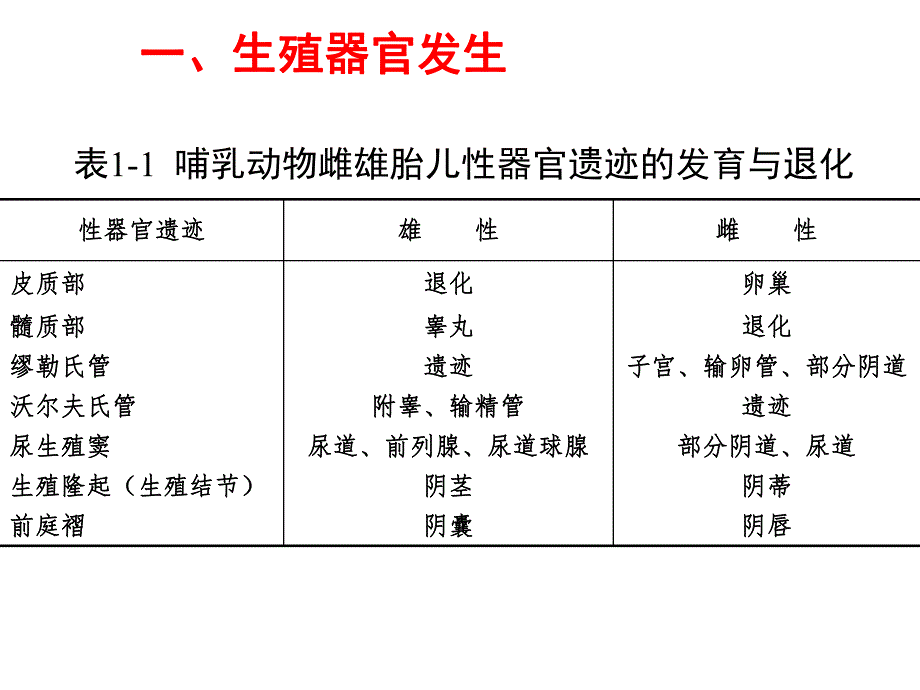 第一章动物生殖器官名师编辑PPT课件.ppt_第3页