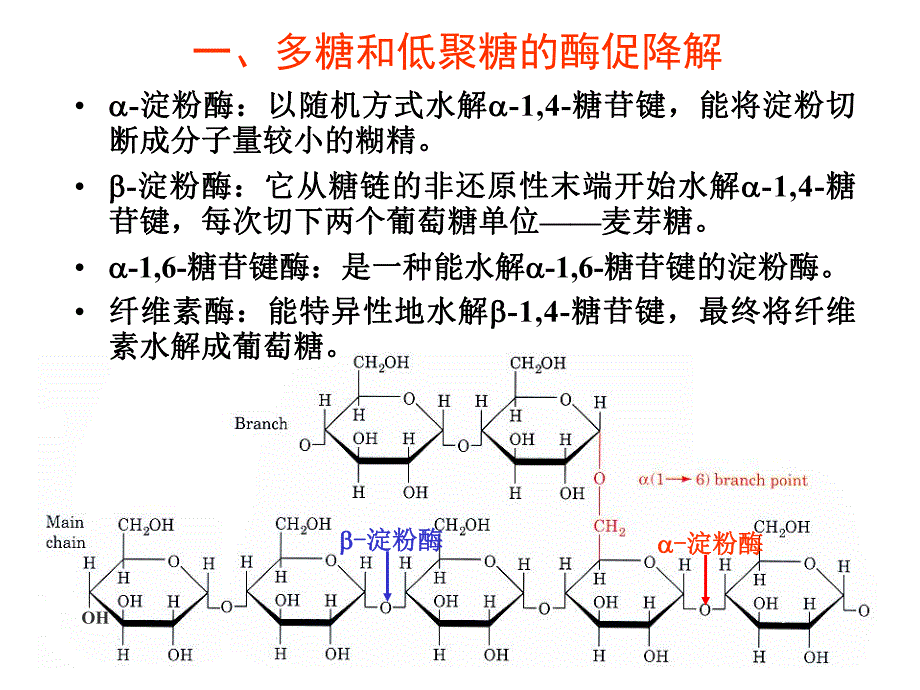 第8章糖代谢1.ppt_第3页