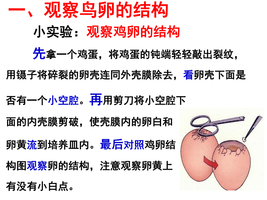 第一章第四节鸟类的生殖和发育名师编辑PPT课件.ppt_第3页