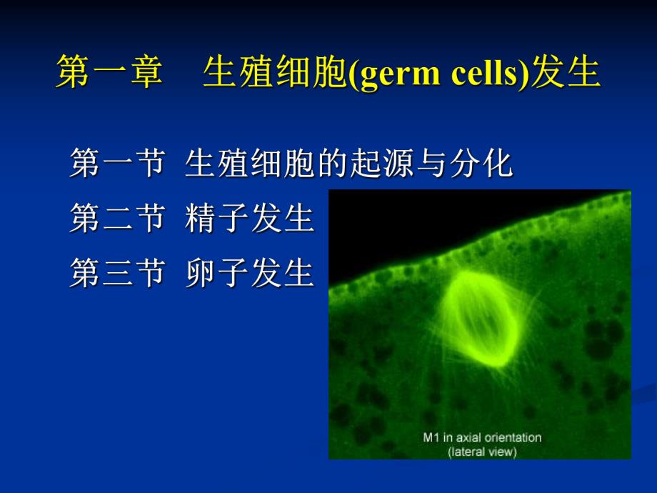 第一章生殖细胞发生名师编辑PPT课件.ppt_第1页