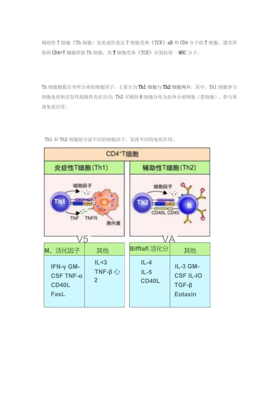 辅助性T细胞的种类和作用.docx_第2页