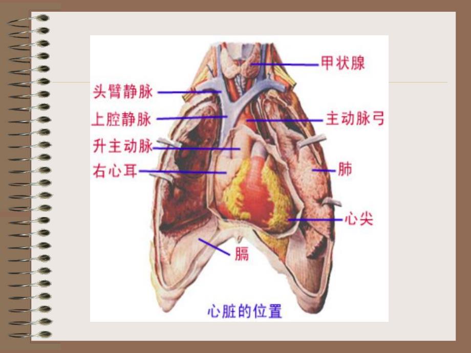 心脏结构及功能.ppt_第3页