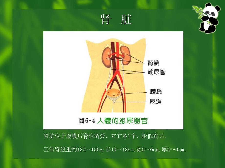 提高对肾脏疾病的认识.ppt_第2页