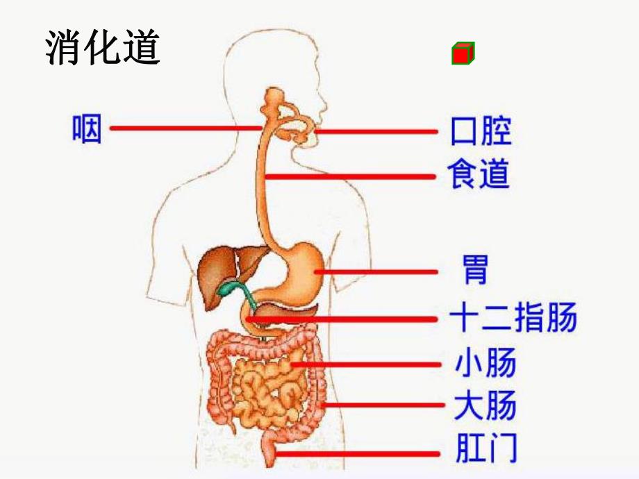 消化和吸收ppt人教版.ppt_第3页