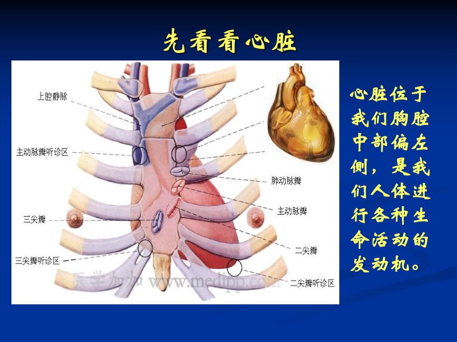 揭密冠心病的介入治疗.ppt_第2页