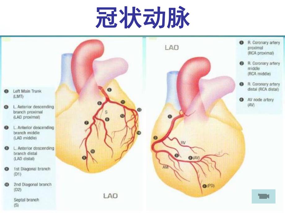 心绞痛的药物治疗.ppt_第2页