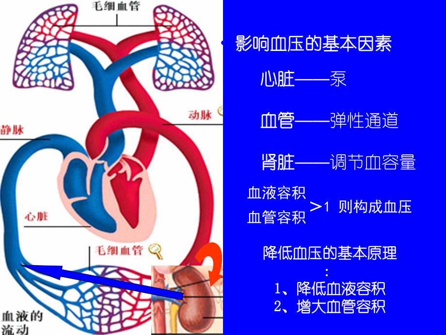 抗高血压.ppt_第3页