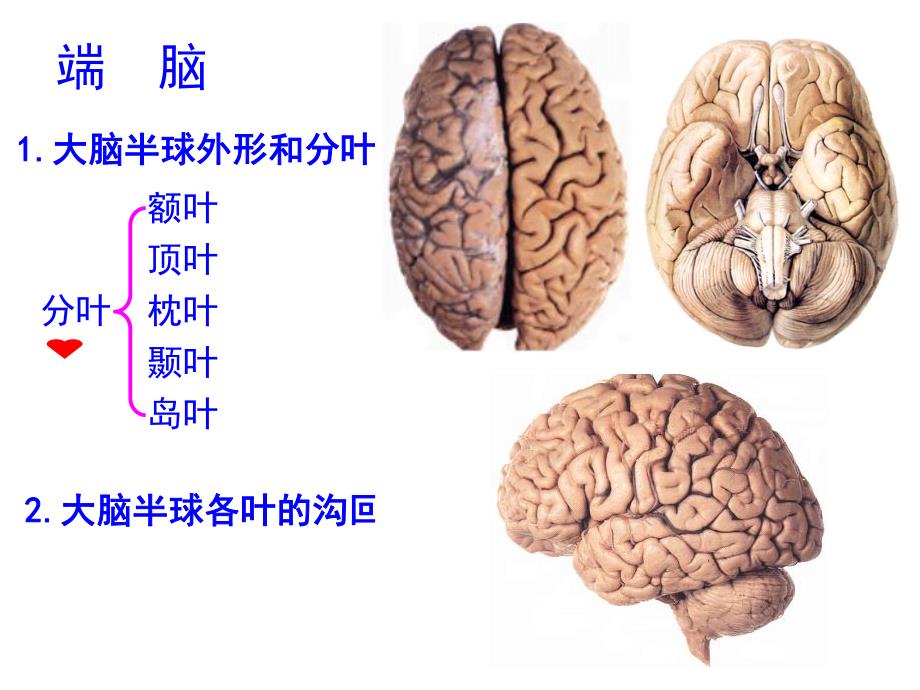 端脑、被膜、血管和脑脊液.ppt_第2页