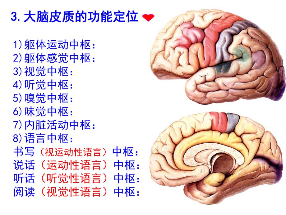 端脑、被膜、血管和脑脊液.ppt_第3页