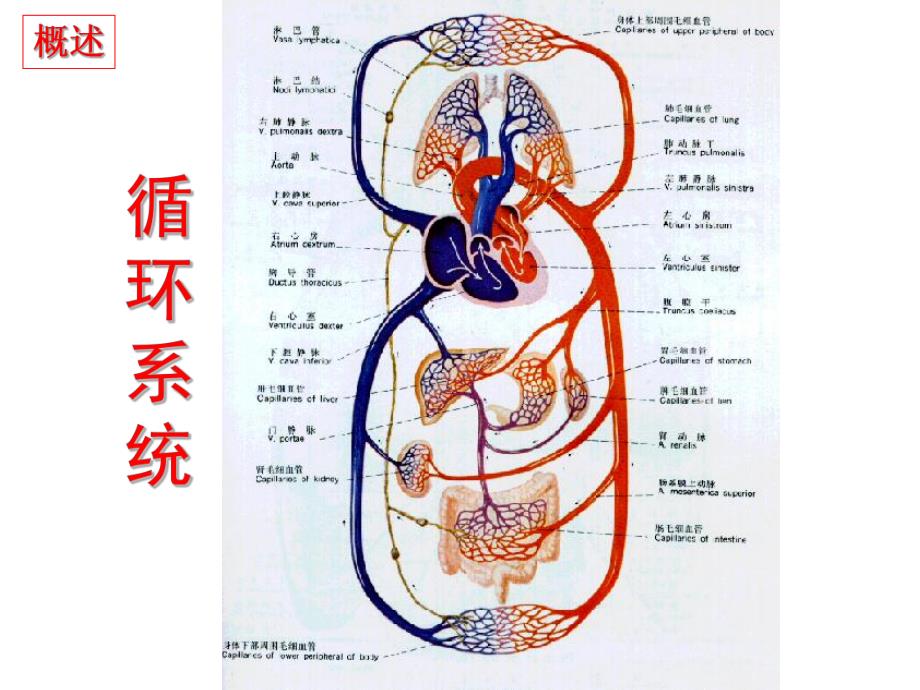 病理生理第15章 心力衰竭.ppt_第3页