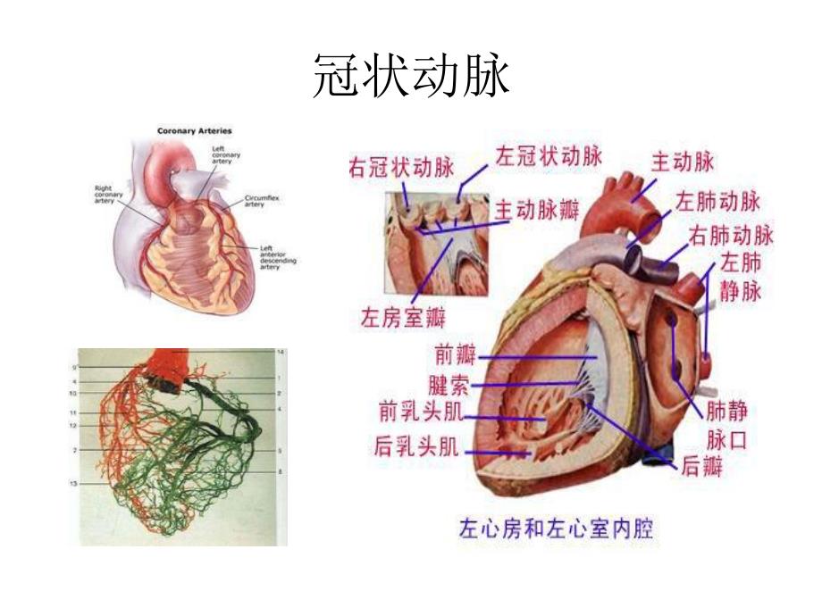 心绞痛.ppt.ppt_第3页