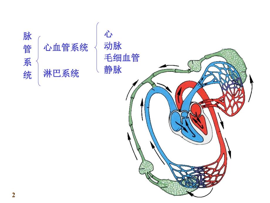 心血管系统.ppt_第2页