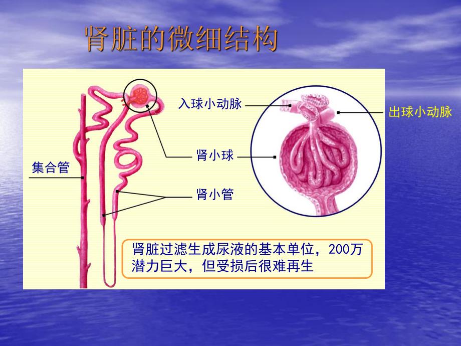 慢性肾脏病心血管并发症的防治策略.ppt_第3页