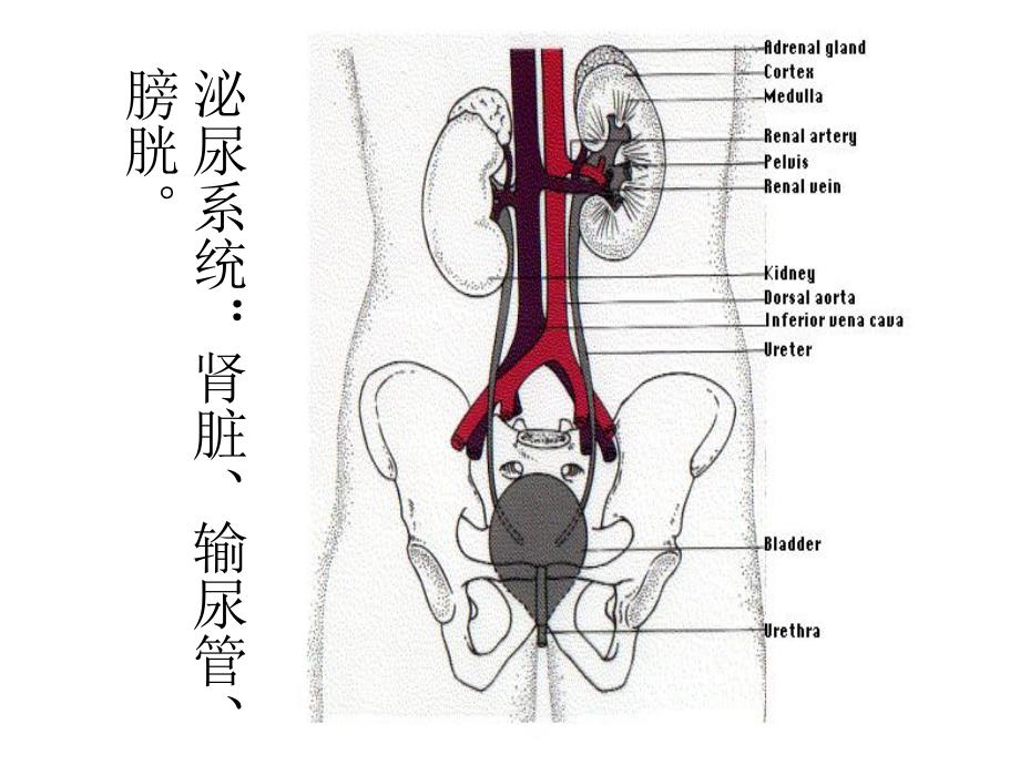 急性肾损伤与慢性肾脏病.ppt_第3页