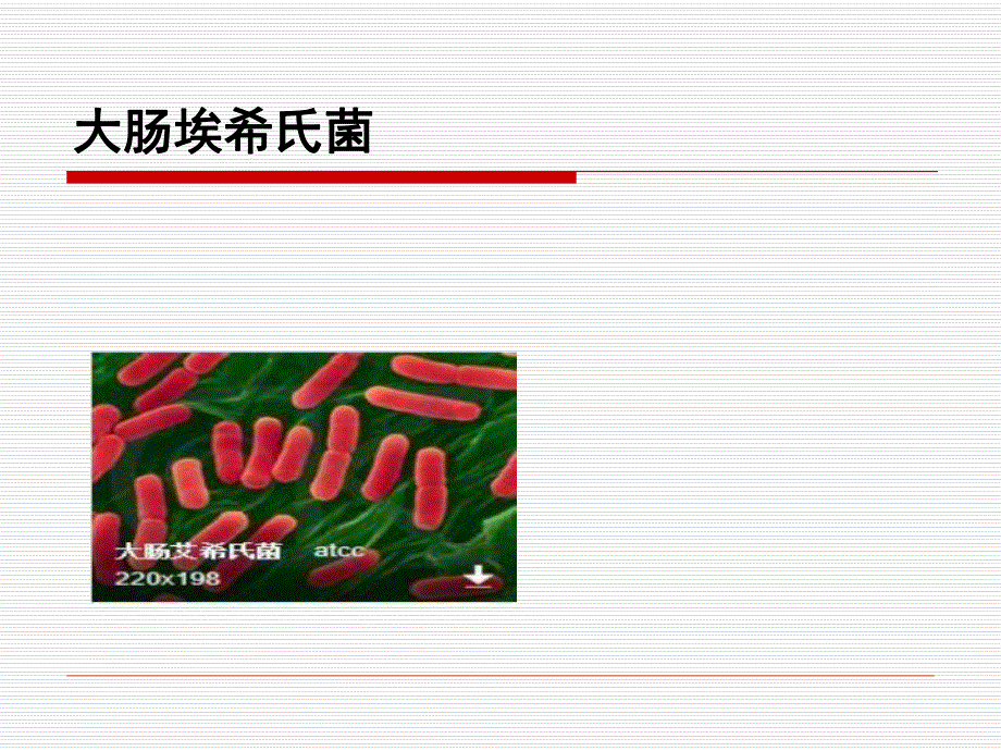 大肠埃希菌.ppt_第1页