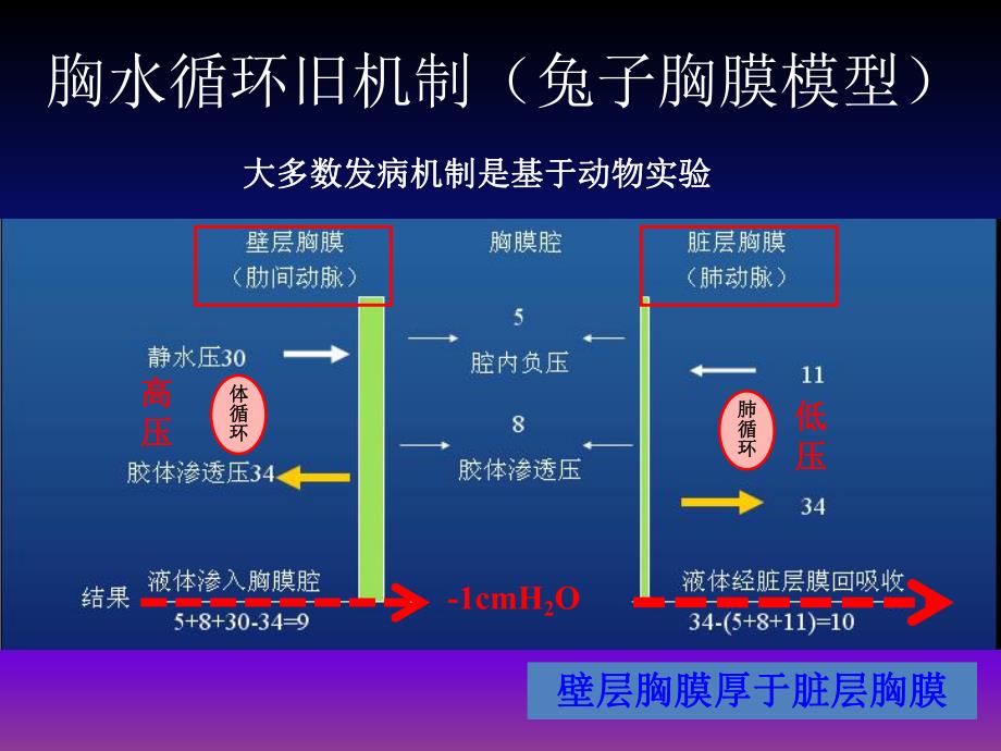 胸腔积液.ppt_第3页