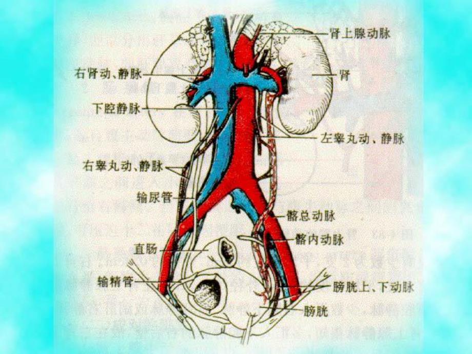 泌尿、生殖系统外科检查和诊断.ppt_第3页