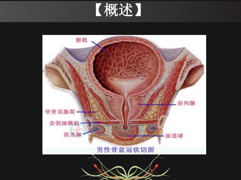 护生小讲座：前列腺电切术.ppt_第2页