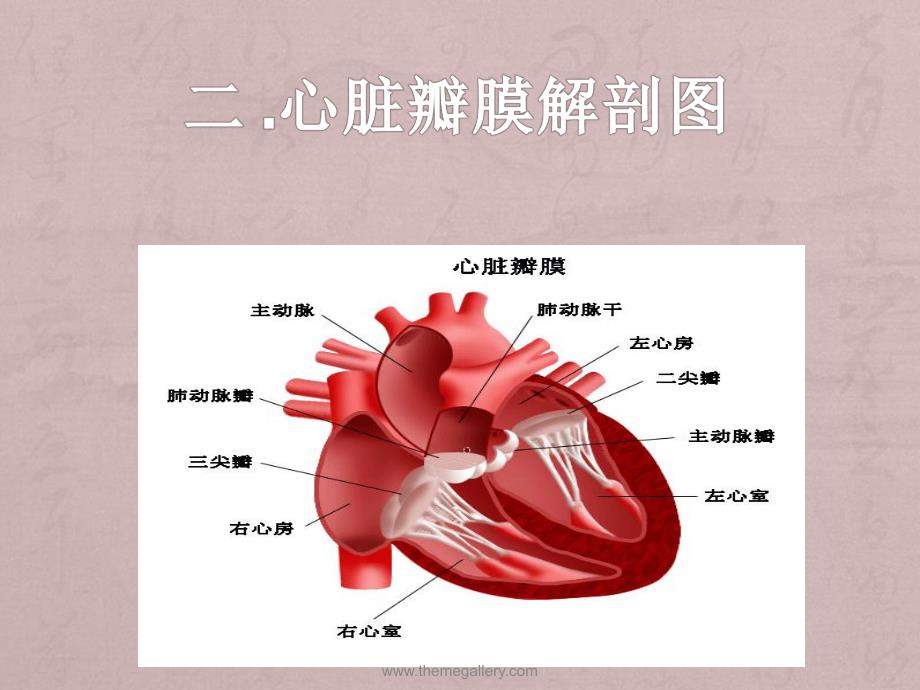 心脏瓣膜病的围术期护理.ppt_第3页