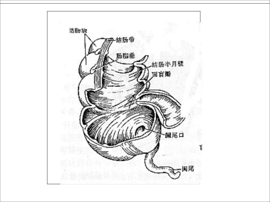 外科讲稿：回盲瓣功能.ppt_第2页