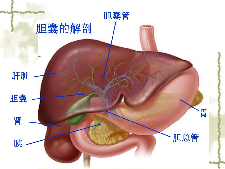 腹腔镜下胆囊切除术护理.ppt.ppt_第3页