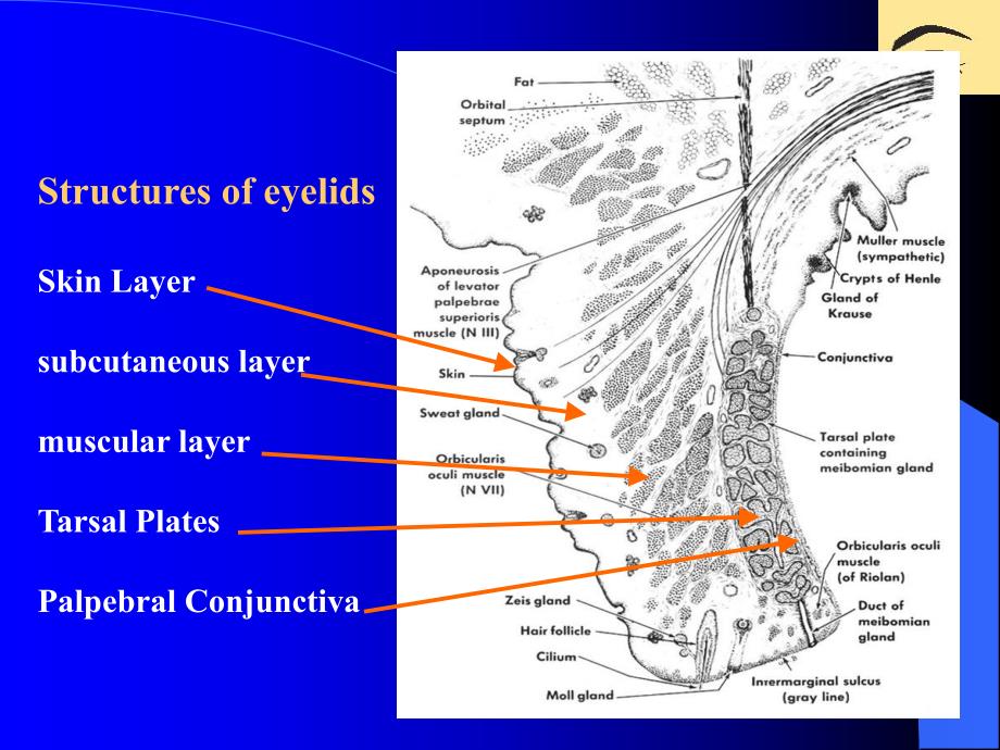 眼睑、泪器病.ppt_第3页