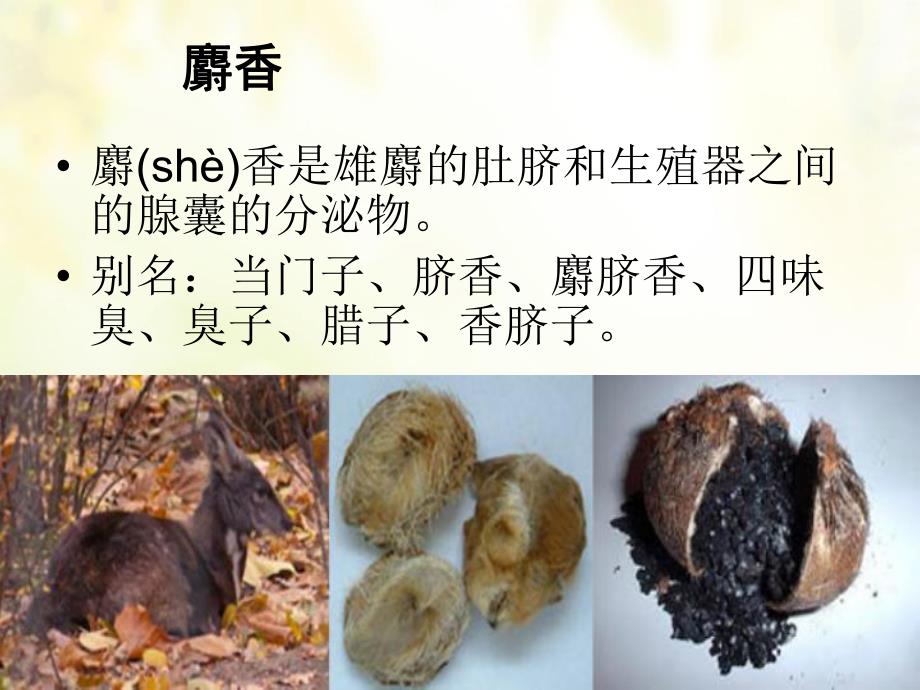 中药之巴豆麝香.ppt_第2页