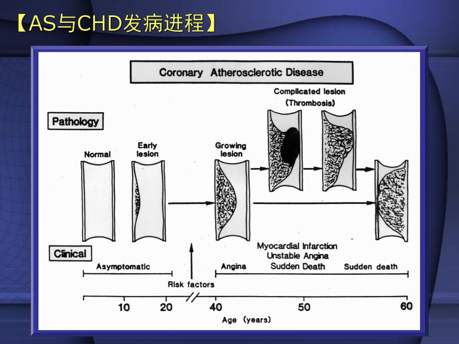 中国医科大学药理学抗高脂血症药.ppt_第2页