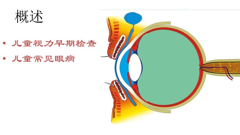 儿童常见眼病.ppt_第2页