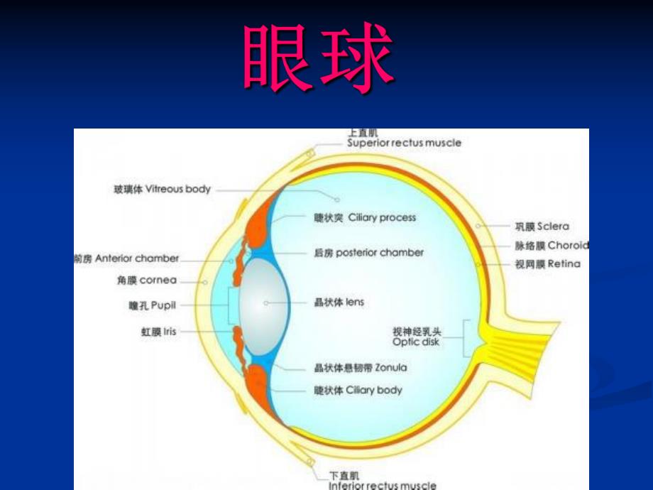 眼球解剖及生理.ppt_第3页