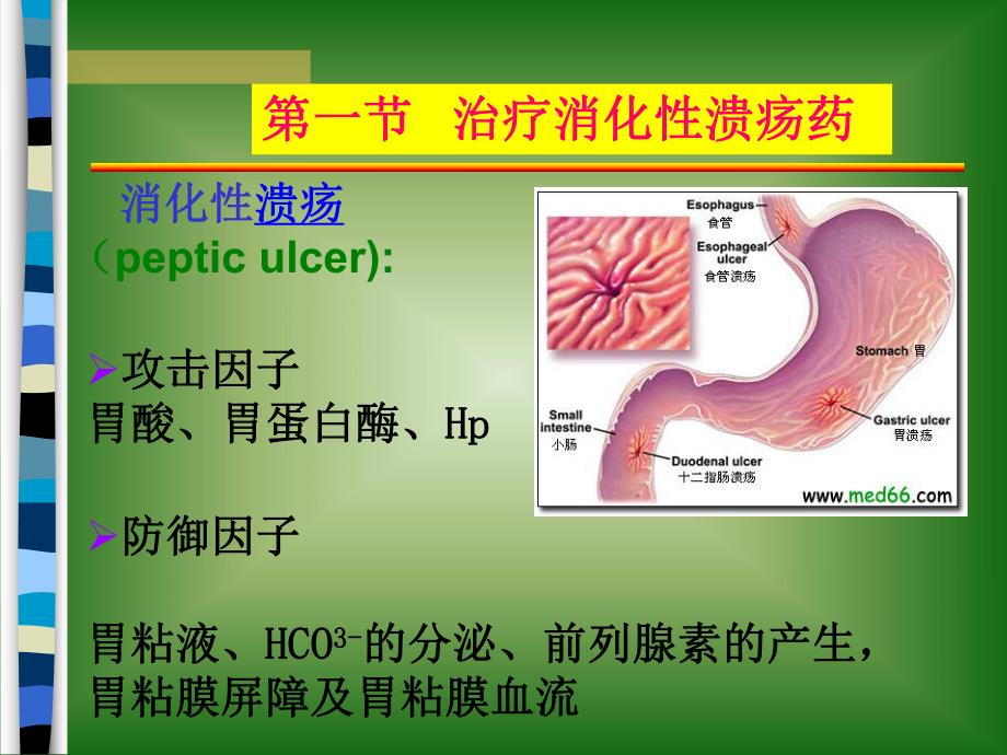 第三十二章作用于消化系统药物 幻灯片1.ppt_第2页