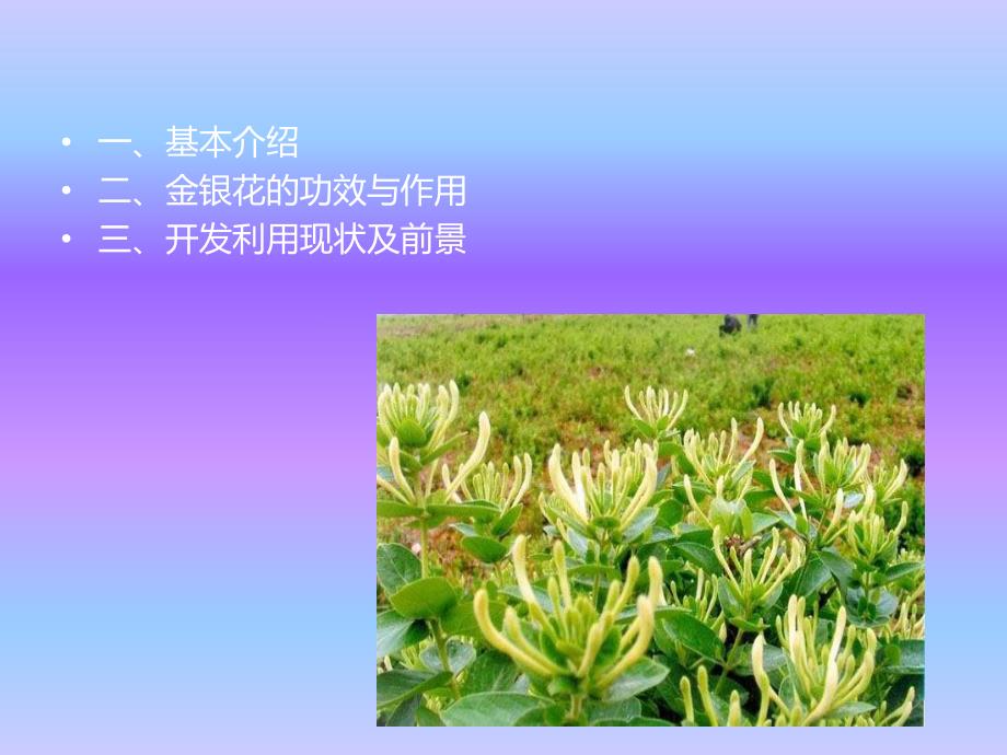 金银花的开发利用及现状.ppt_第2页