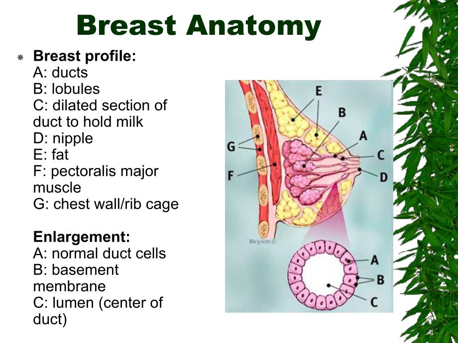 BREAST DISEASEunepa.wdfiles.com.ppt_第2页