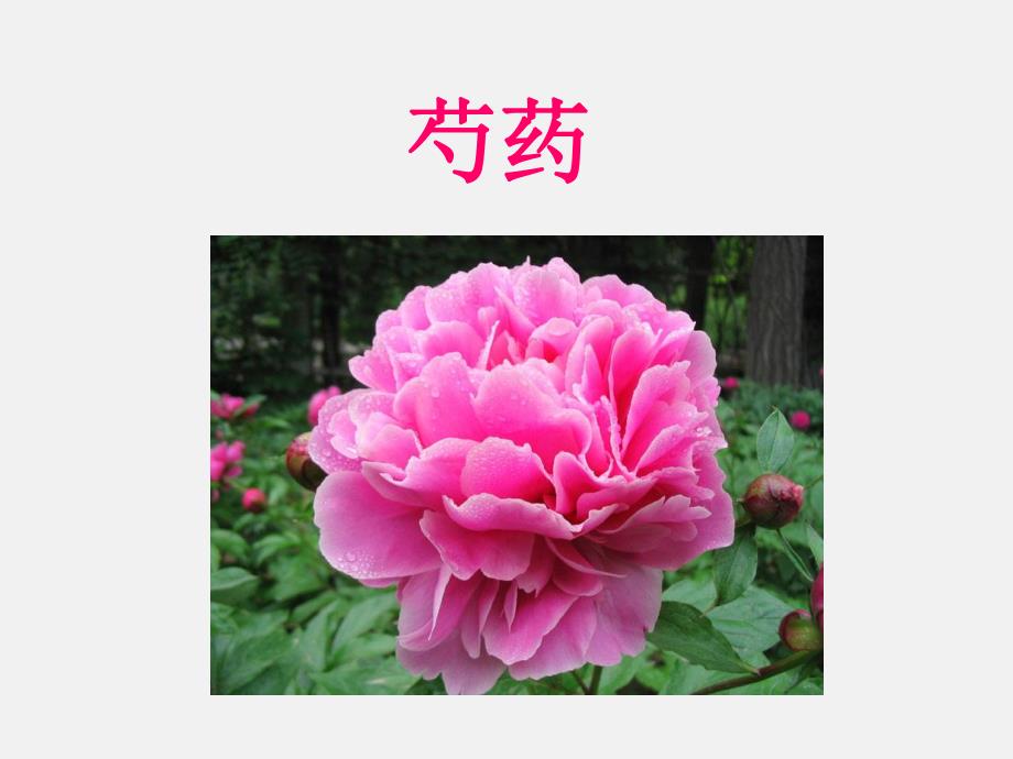 芍药.ppt.ppt_第1页