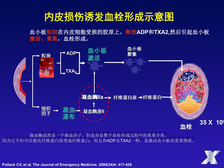 抗血小板、抗凝药物从机制到临床.ppt_第2页