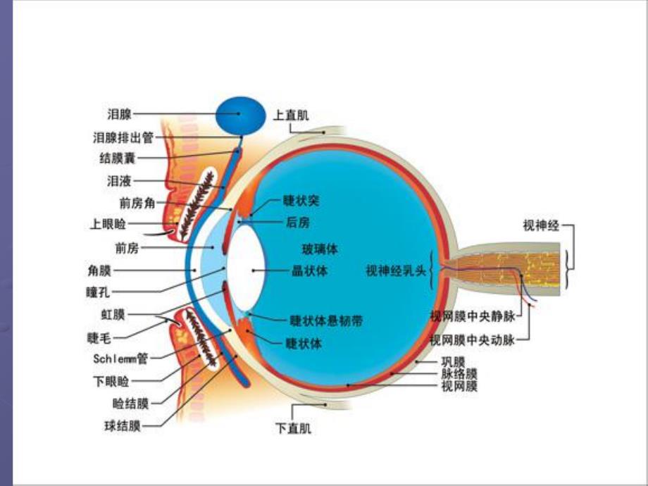 E眼的解剖生理功能.ppt_第3页