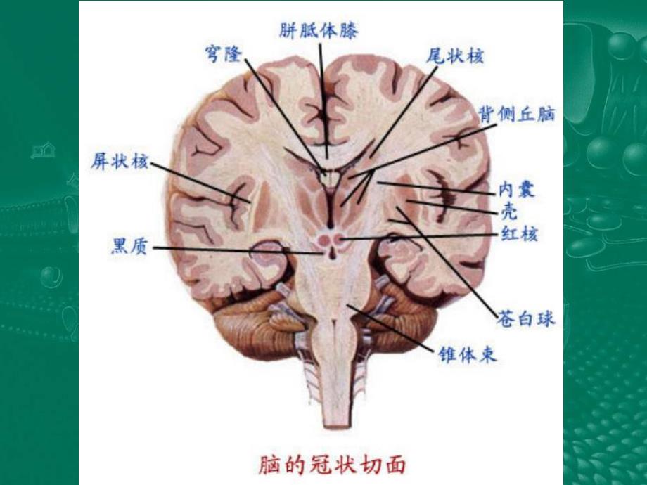 中枢神经系统解剖.ppt_第3页