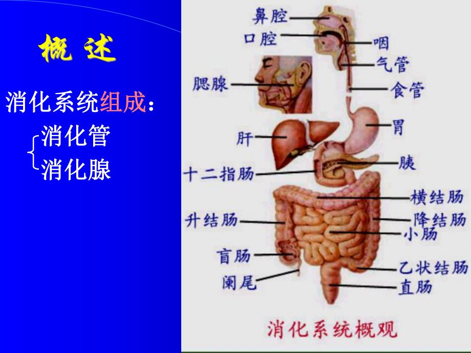 消化系统解剖生理.ppt.ppt_第2页