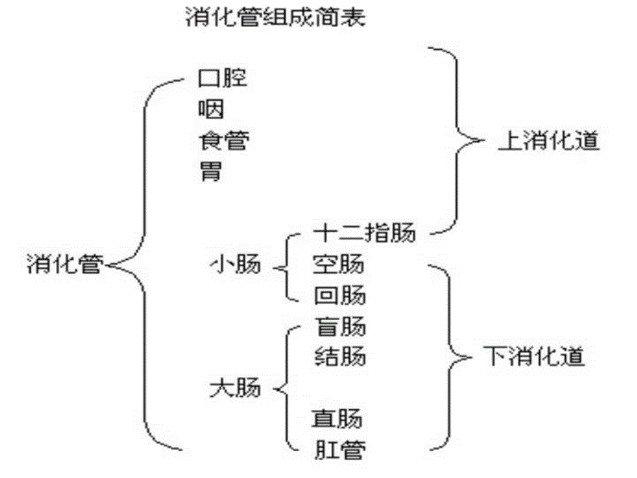 消化系统解剖生理.ppt.ppt_第3页