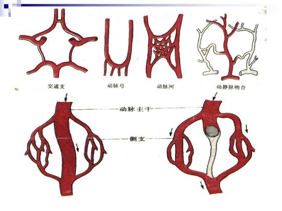 心脏血管解剖.ppt_第3页