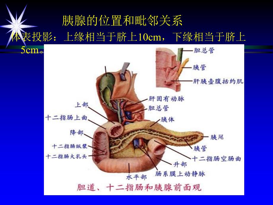 [精品]第九章胰腺超声诊断.ppt_第3页